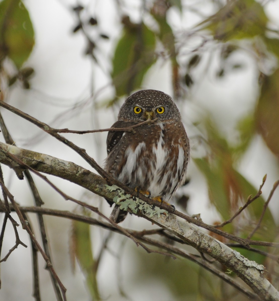 Northern Pygmy-Owl (Guatemalan) - ML43100001