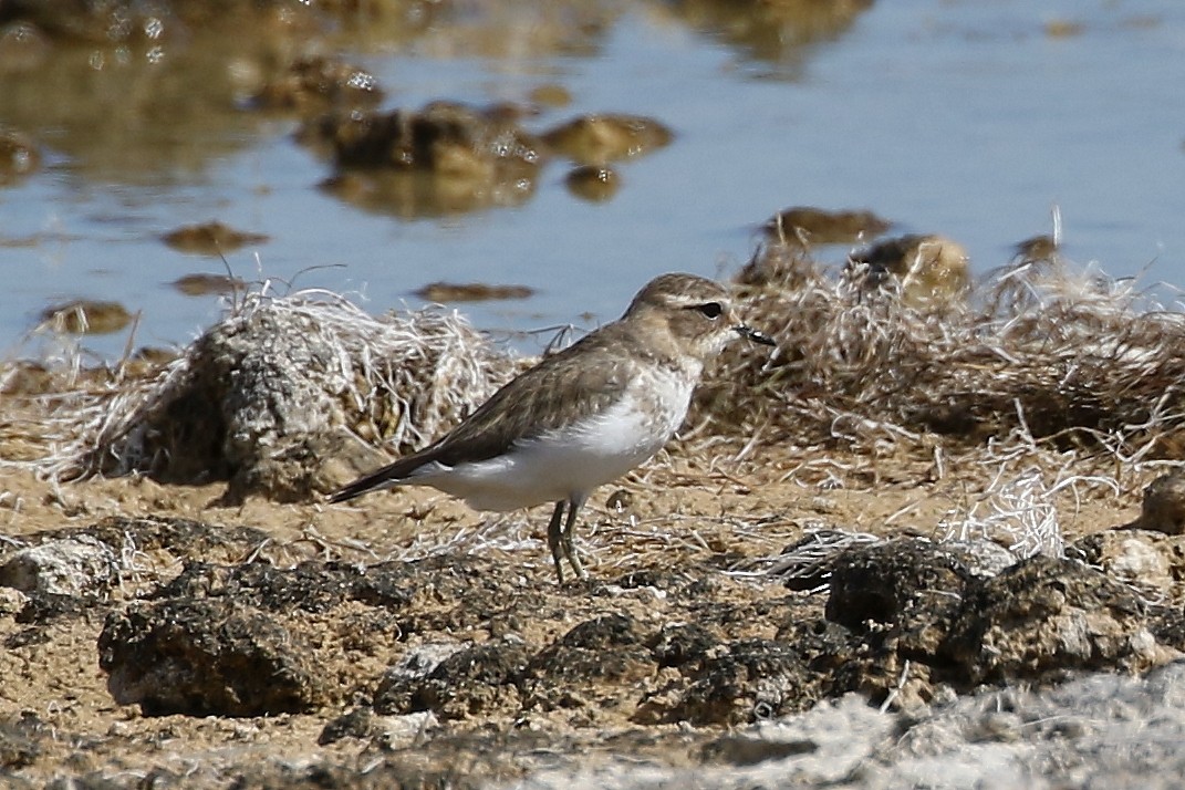 Double-banded Plover - ML431000751