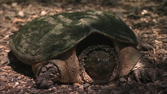 Snapping Turtle - ML431001