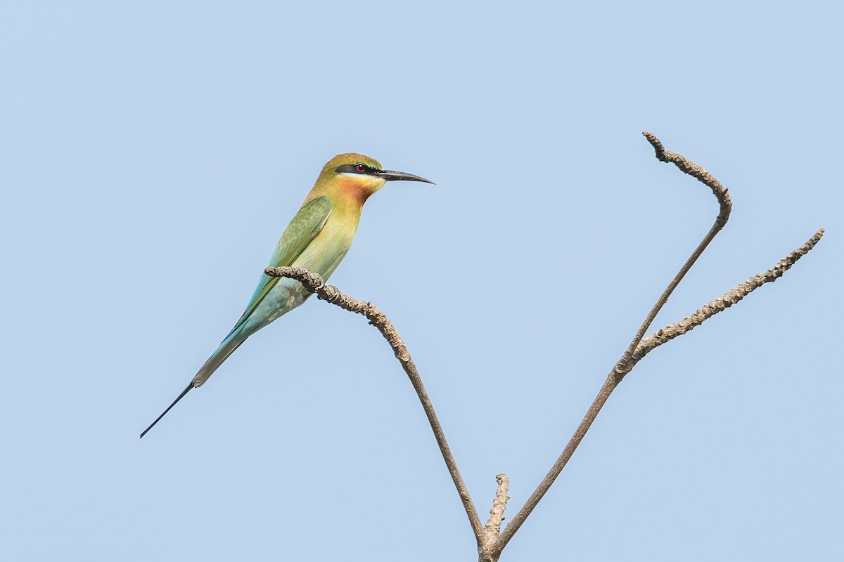 Blue-tailed Bee-eater - ML431001011