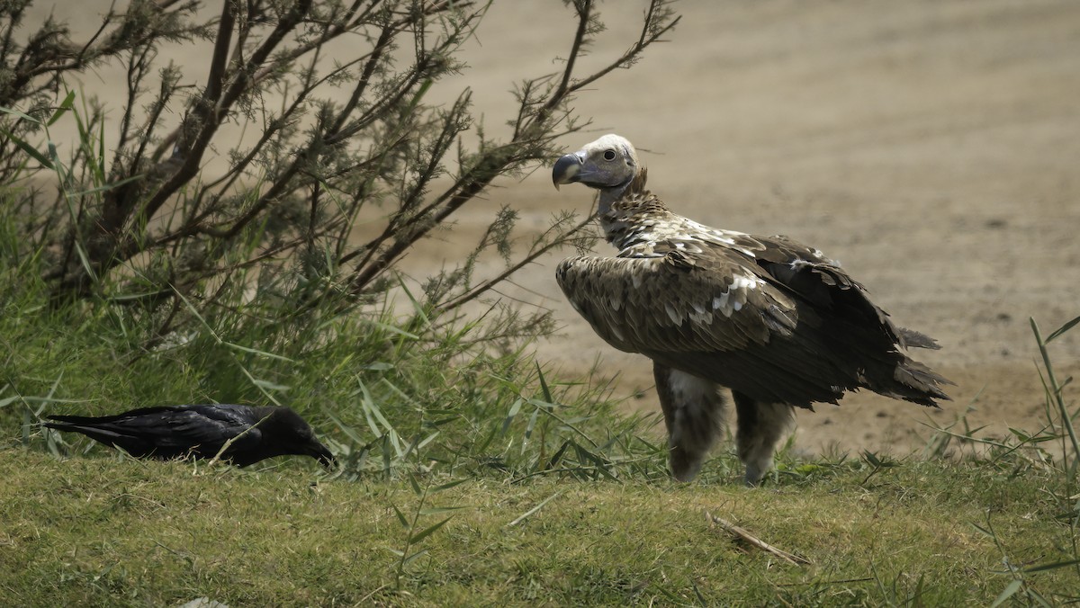 Lappet-faced Vulture - ML431001571