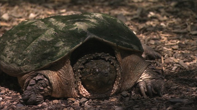 Snapping Turtle - ML431002