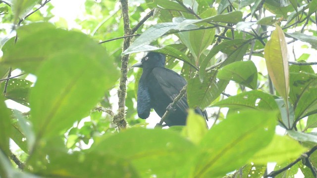 Amazonian Umbrellabird - ML431003271