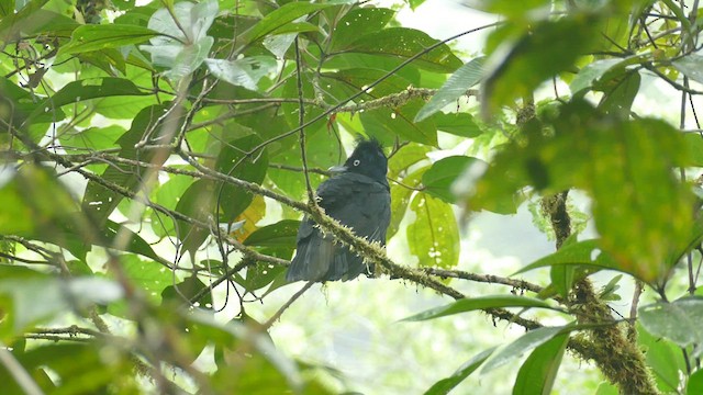 Amazonian Umbrellabird - ML431003541