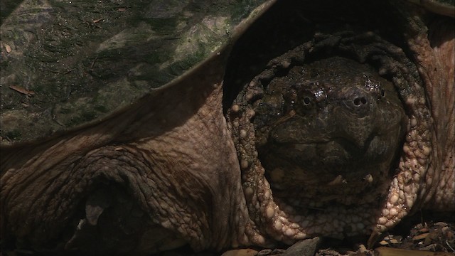 Snapping Turtle - ML431004