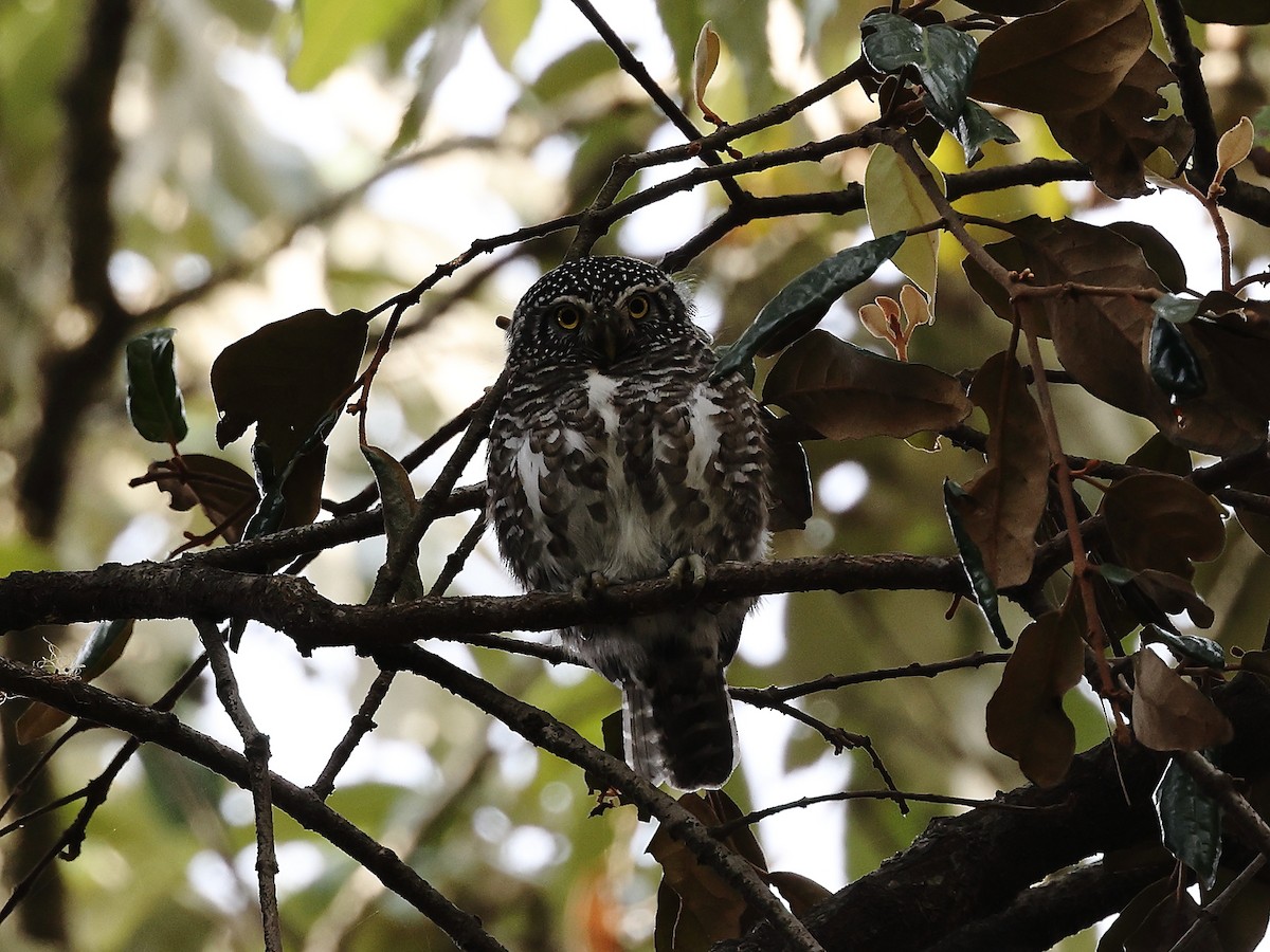 Collared Owlet - ML431008651