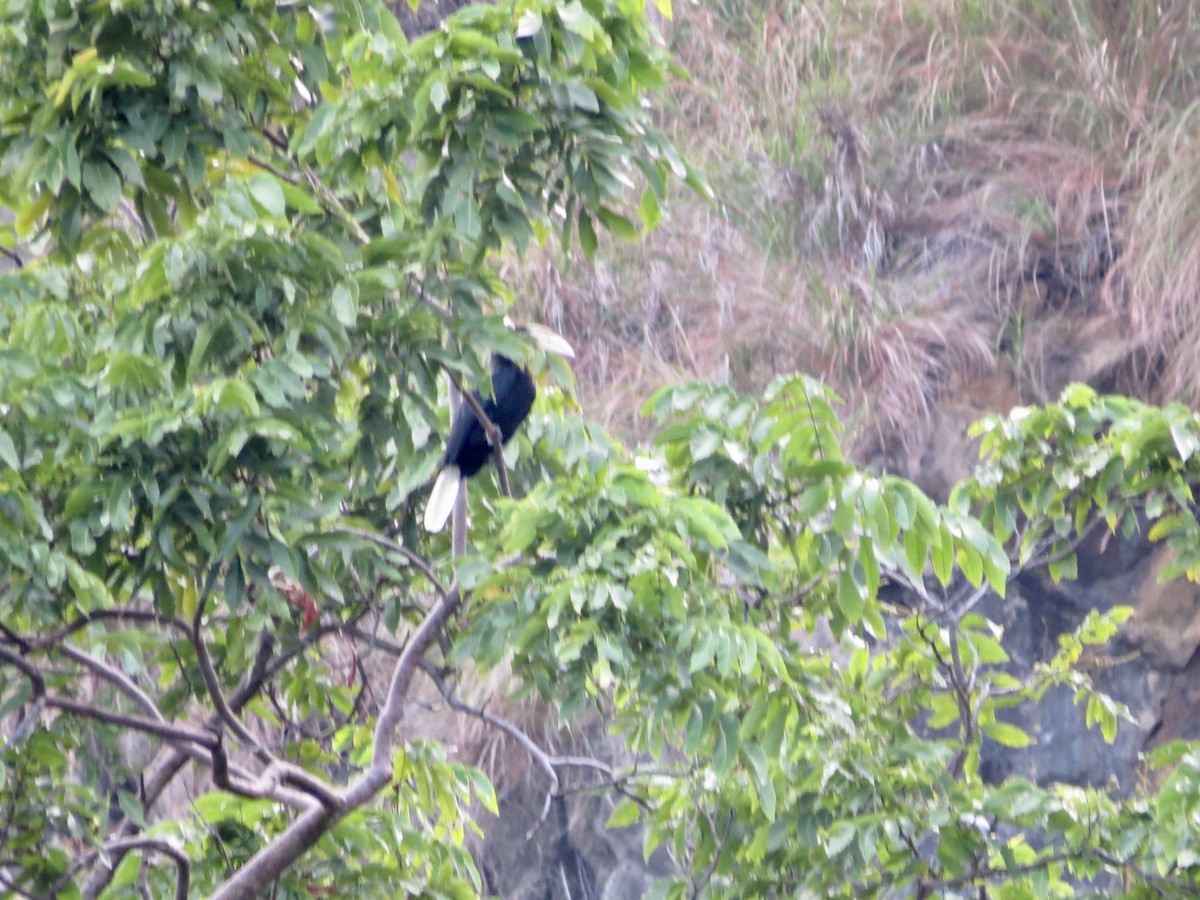 Papuahornvogel - ML431013061