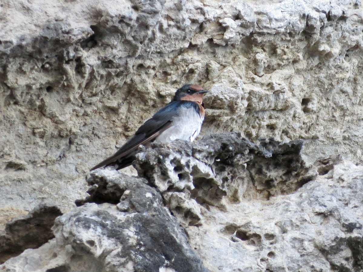 Pacific Swallow - ML431013211
