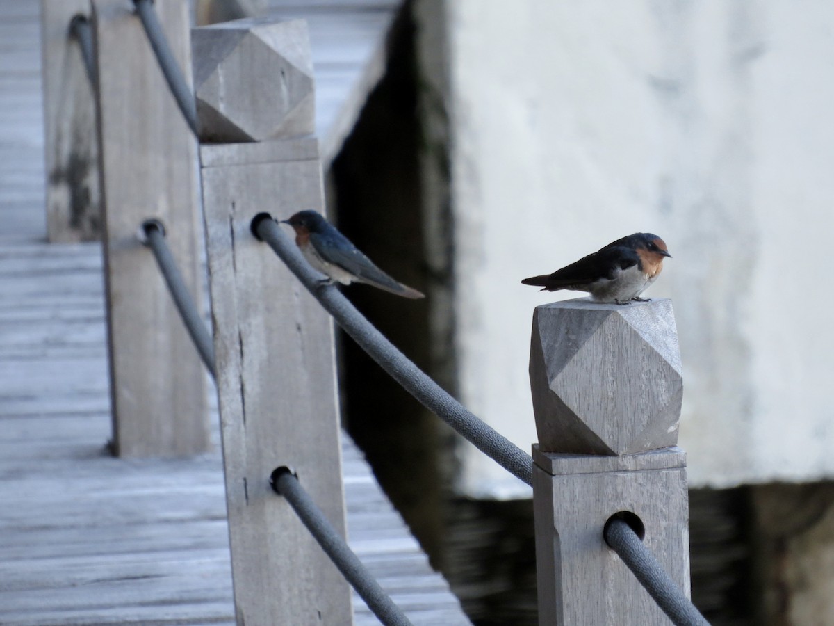 Pacific Swallow - ML431013221