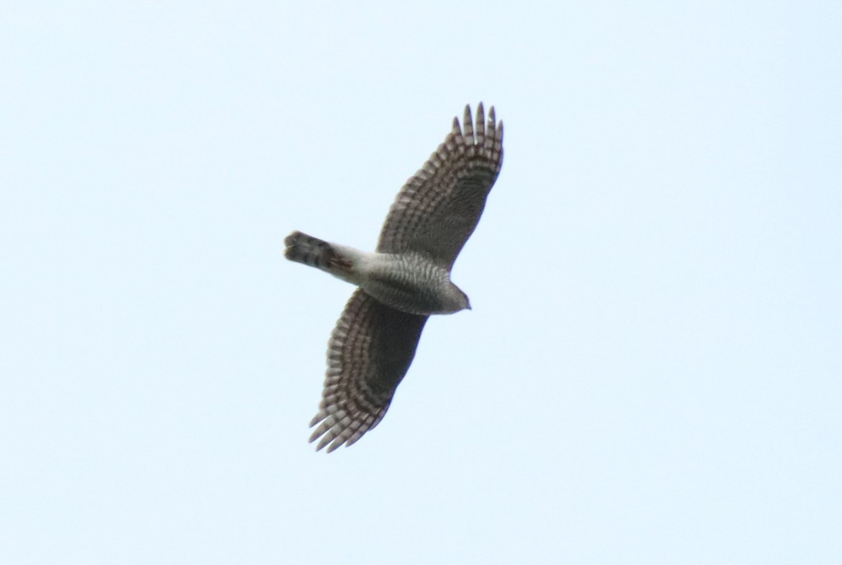 Eurasian Sparrowhawk - ML431014281