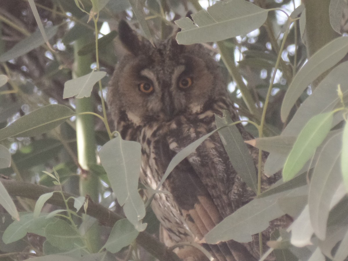 Long-eared Owl - ML431026921