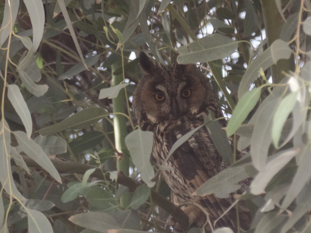 Long-eared Owl - ML431026931