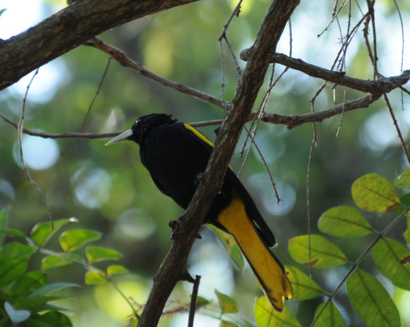 Yellow-winged Cacique - ML43102821