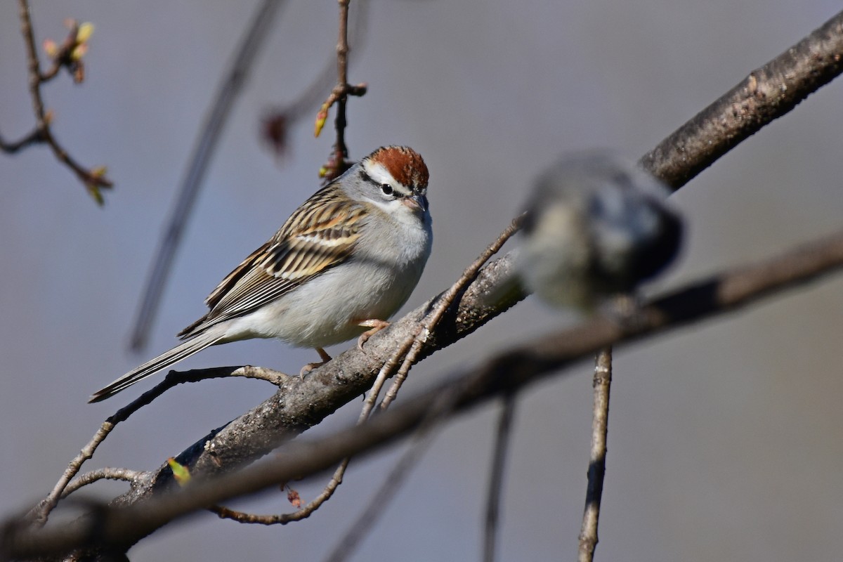 Chipping Sparrow - ML431030151