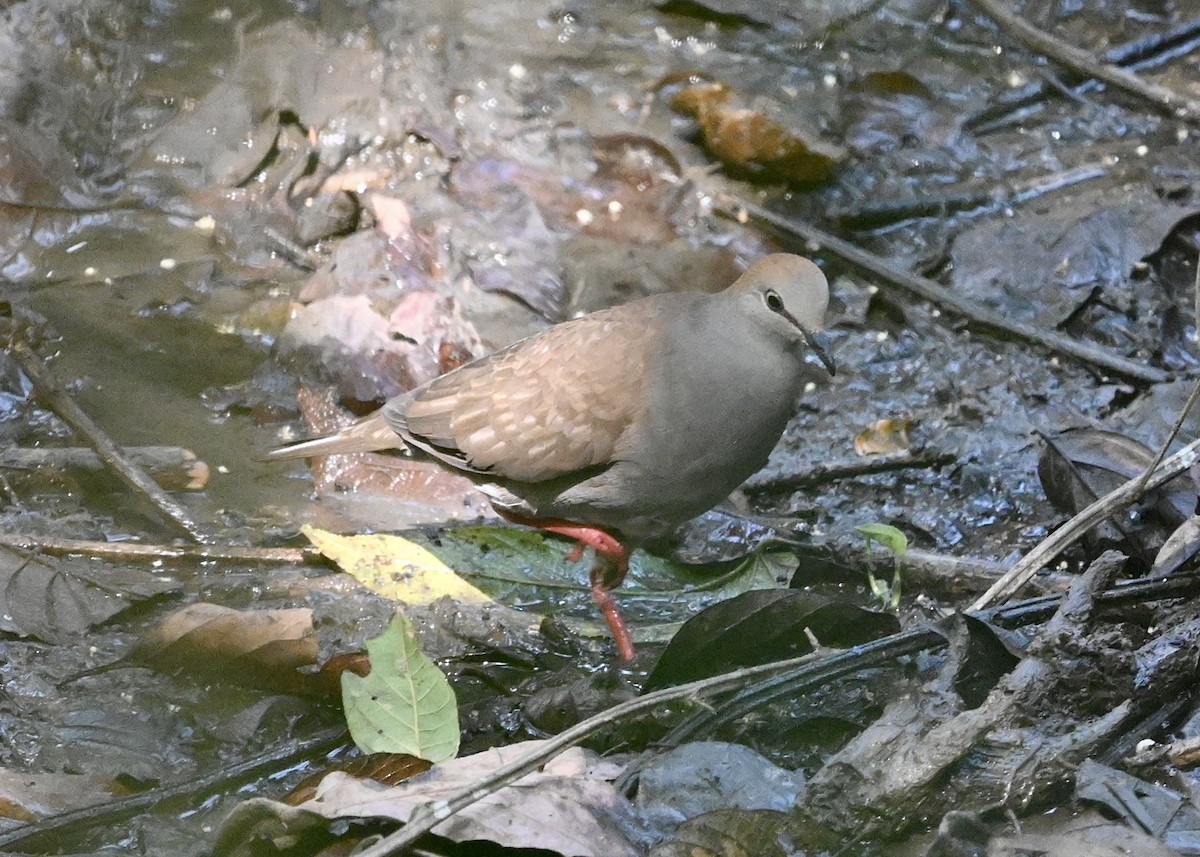 Gray-chested Dove - ML431031881