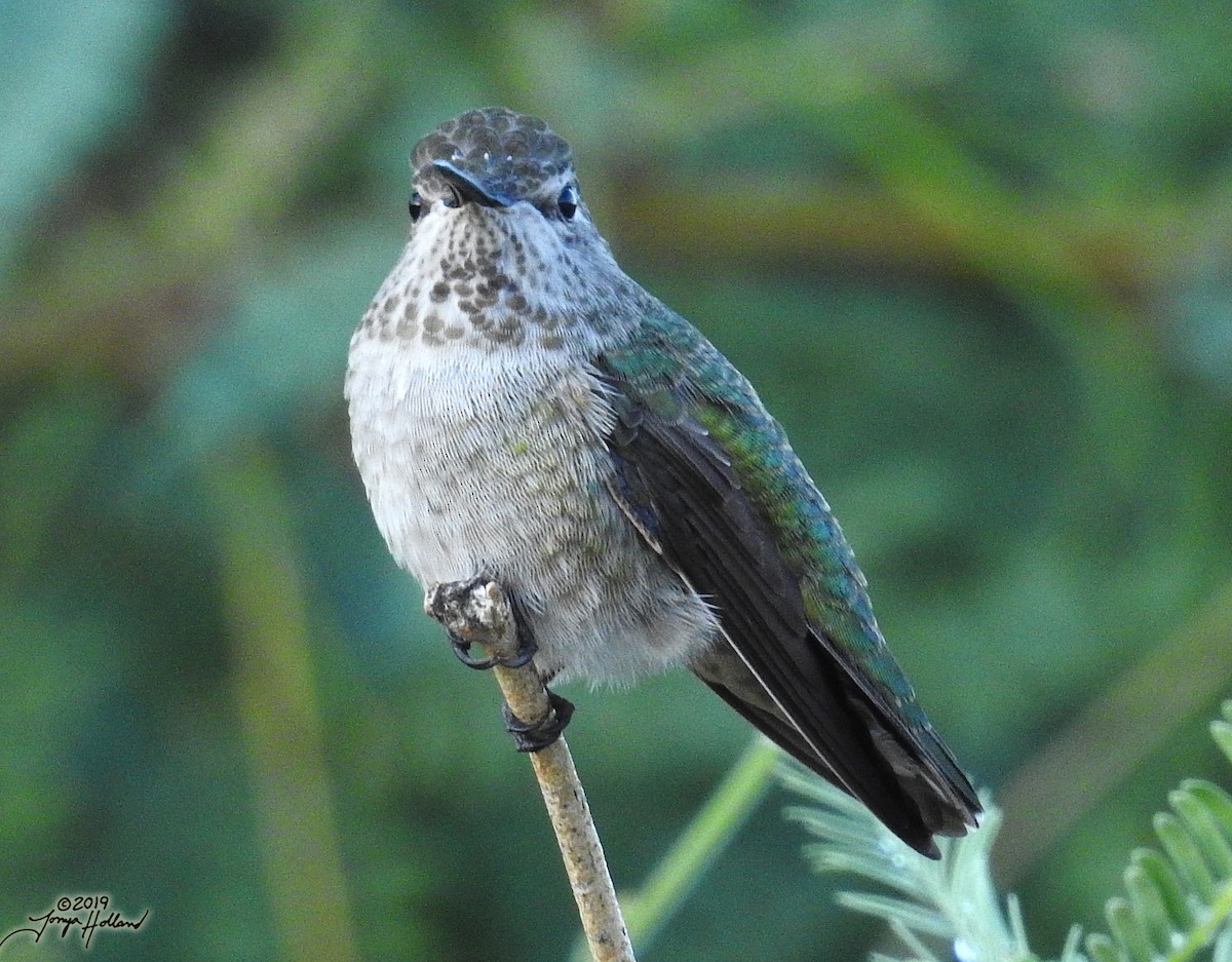 Anna's Hummingbird - ML431032211