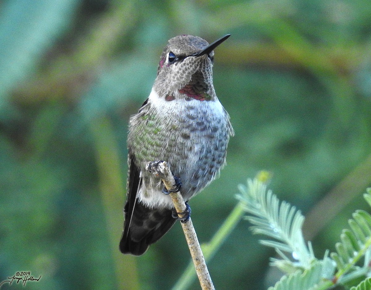 Anna's Hummingbird - ML431032431