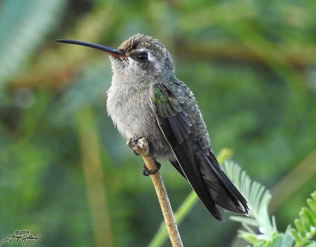 Broad-billed Hummingbird - Tonya Holland