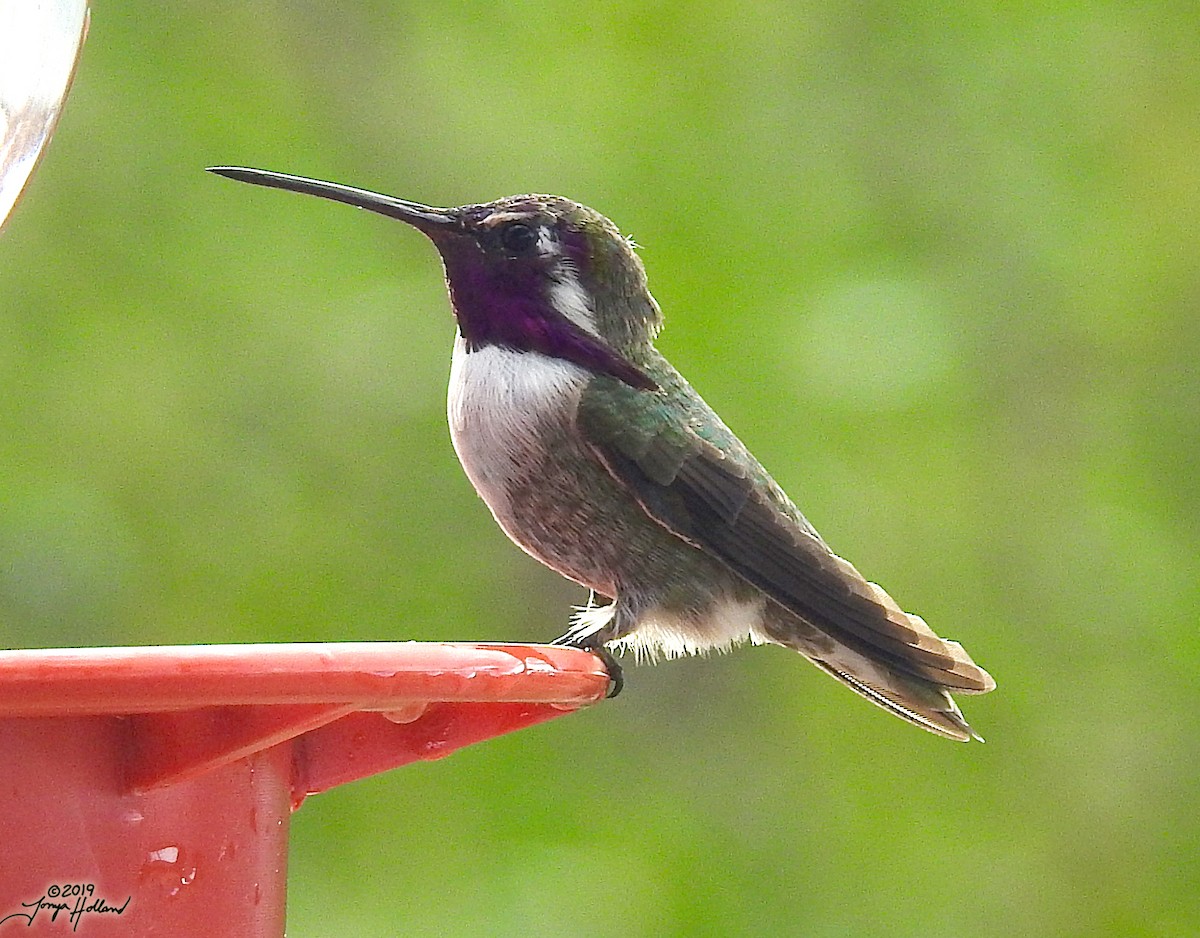 Costa's Hummingbird - ML431032771