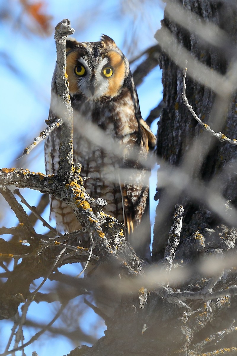 Long-eared Owl - Bob Shettler