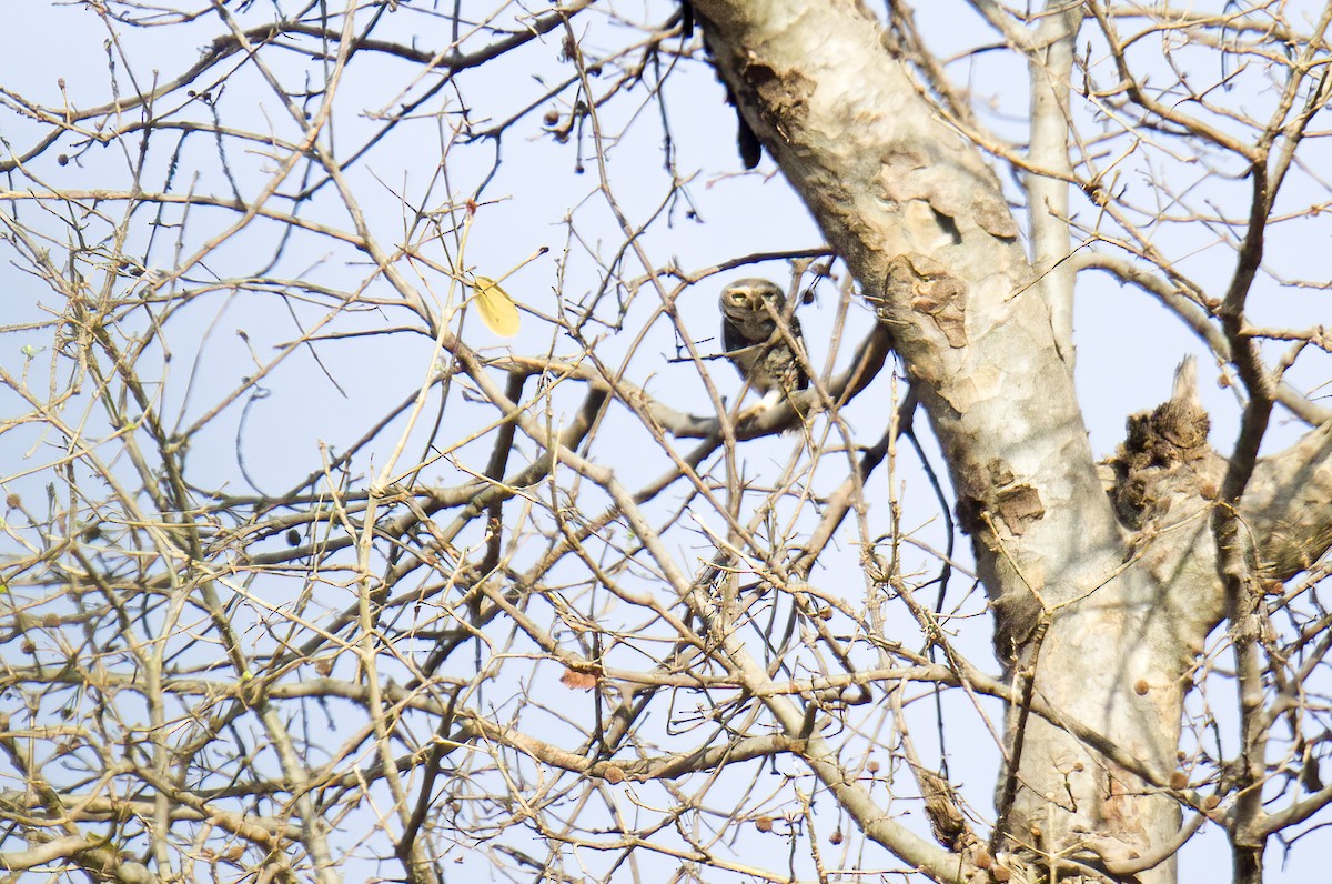 Forest Owlet - ML431047091