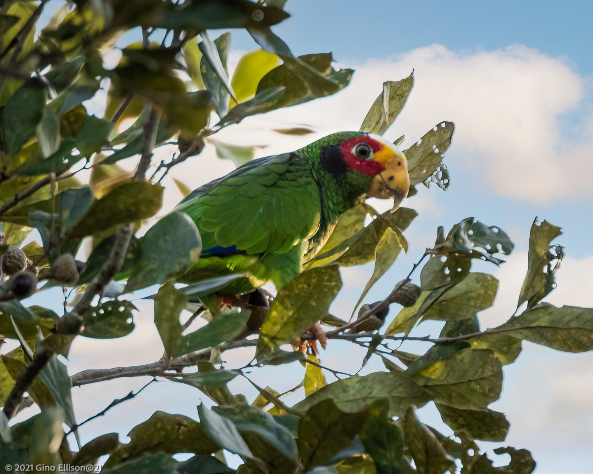 Yellow-lored Parrot - ML431048761