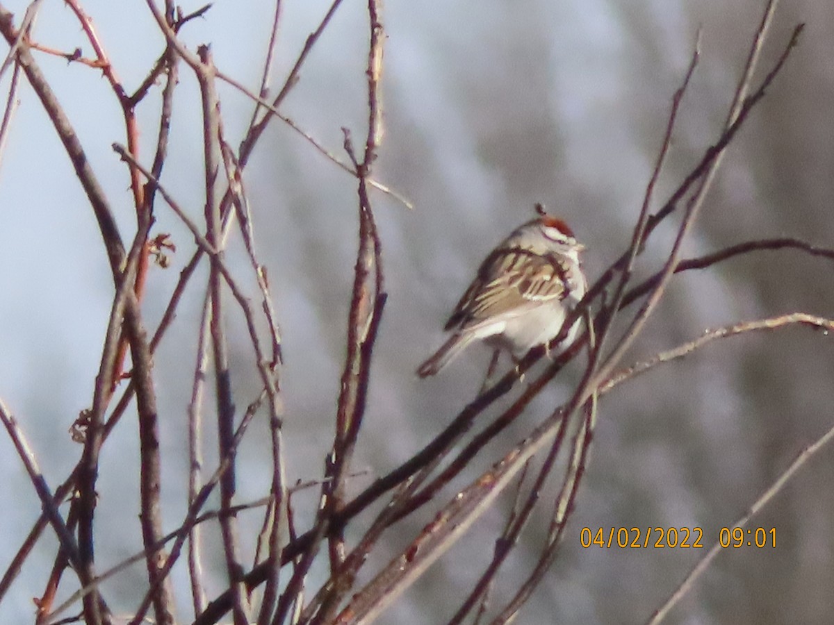 Chipping Sparrow - ML431049771