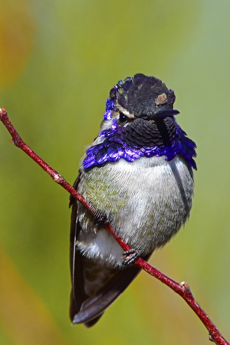 Costa's Hummingbird - ML43105061