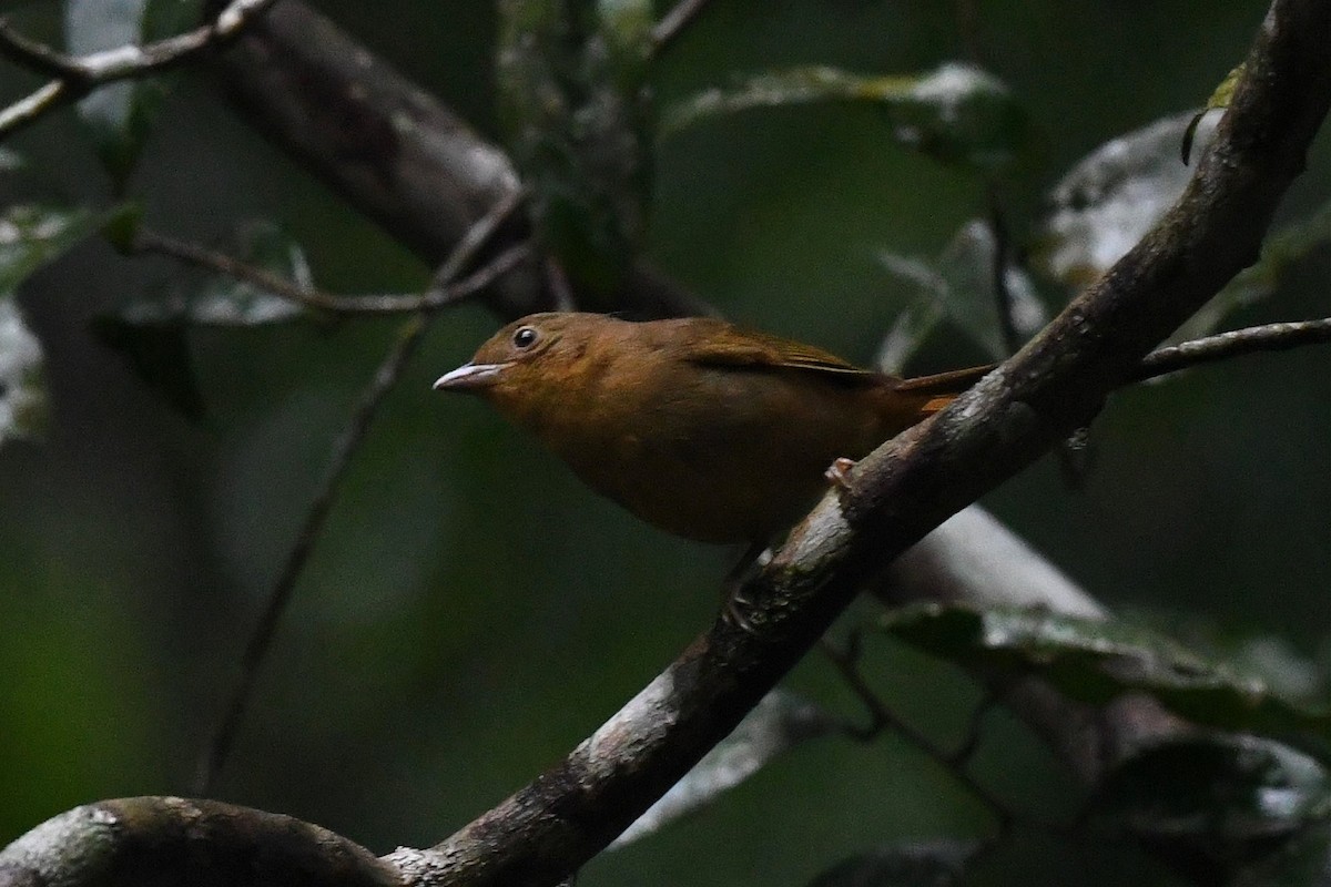 Red-crowned Ant-Tanager (Northern) - ML431050691