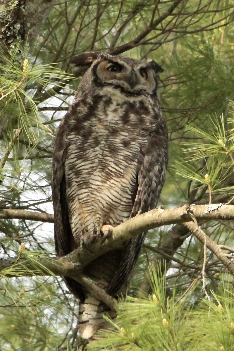 Great Horned Owl - ML431051001