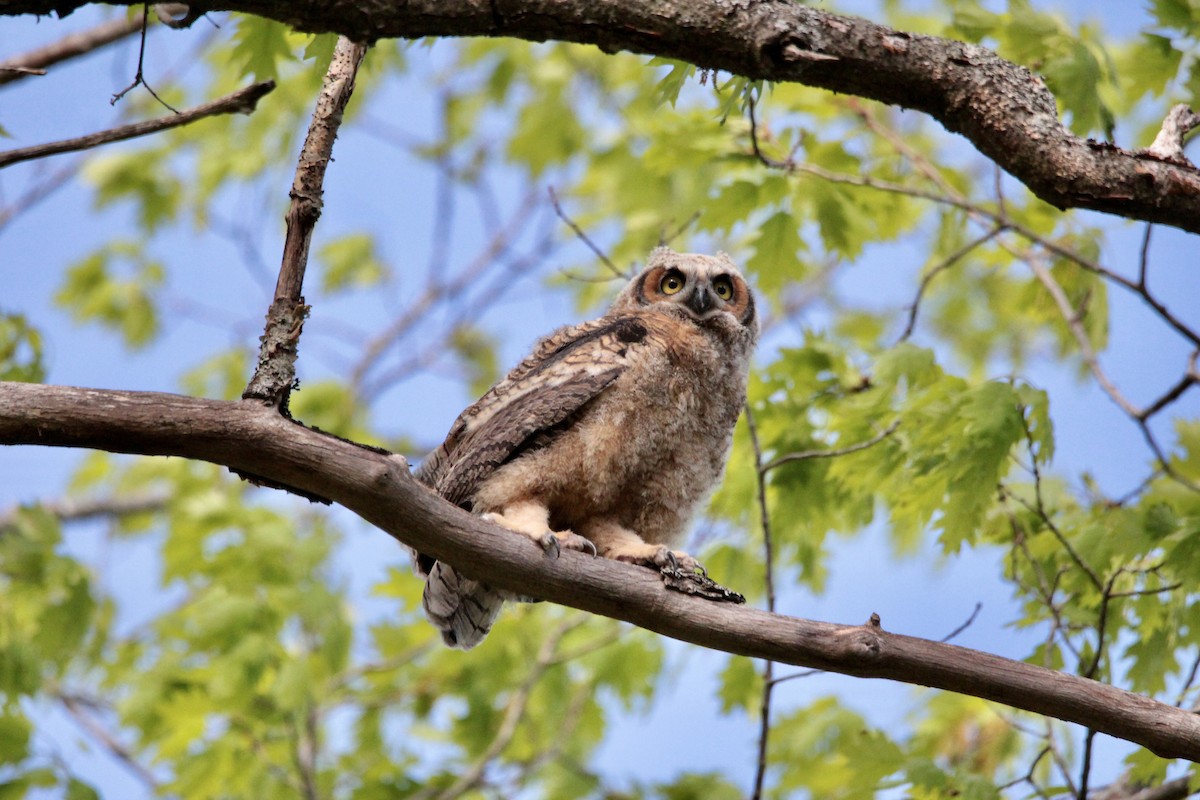 Great Horned Owl - ML431051031