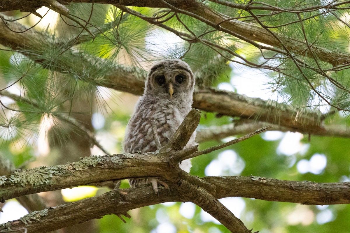 Barred Owl - ML431052241