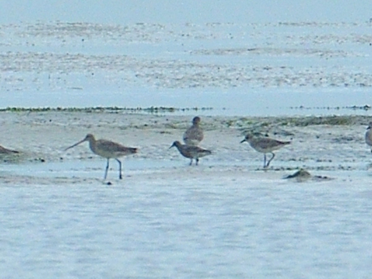 Red Knot - ML431055831