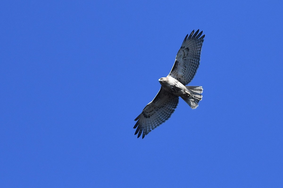 Red-tailed Hawk - ML431057801
