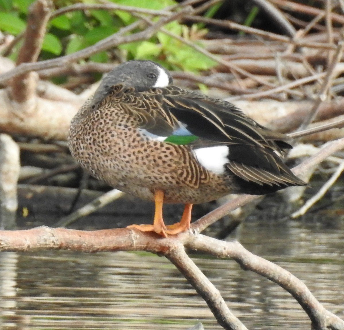 Blue-winged Teal - ML43105931