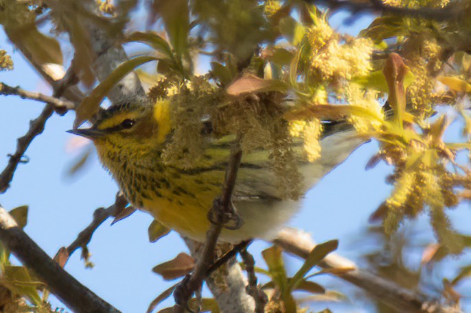 Cape May Warbler - ML431060951