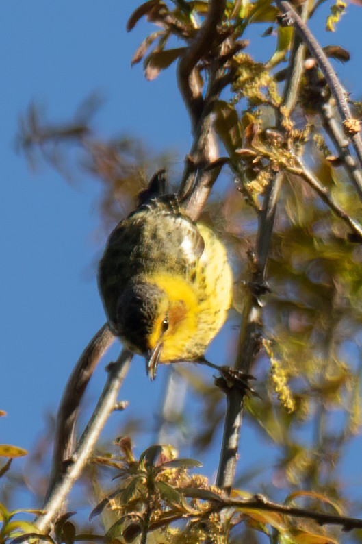 Cape May Warbler - ML431060961