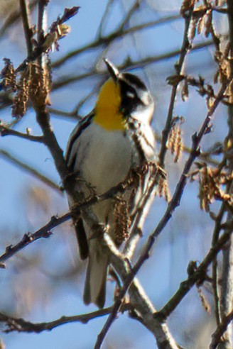 Yellow-throated Warbler - ML431061311