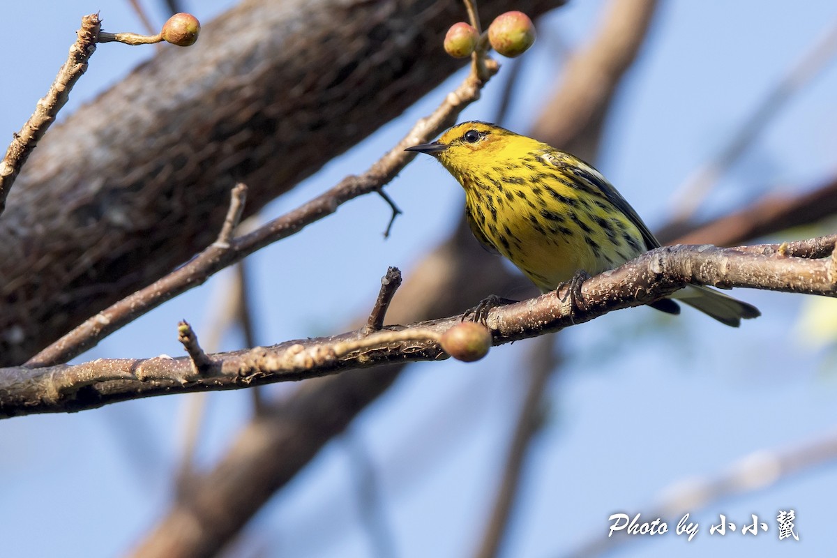 Cape May Warbler - ML431062561