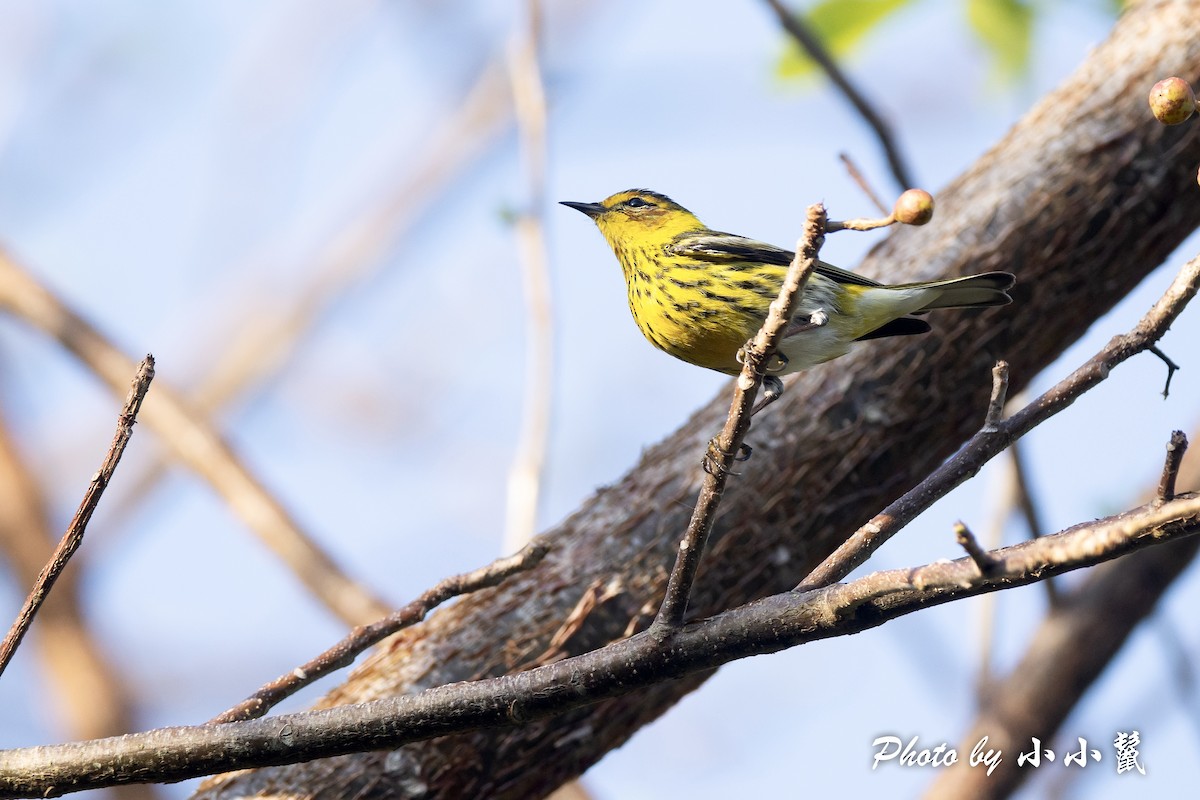 Cape May Warbler - ML431062571