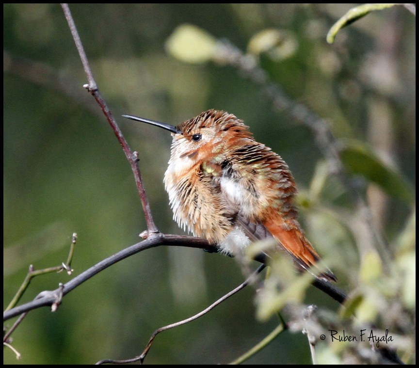 Rufous Hummingbird - Ruben Ayala
