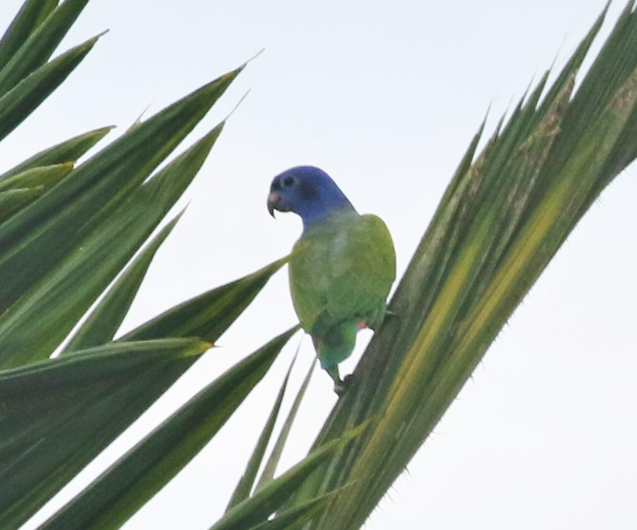 Blue-headed Parrot - Clyde Blum