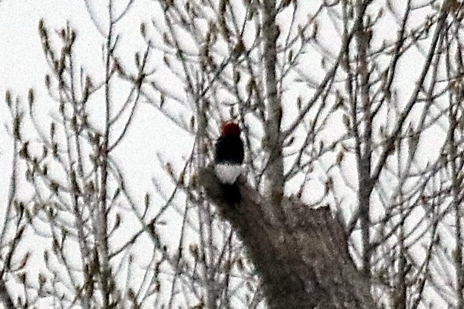 Red-headed Woodpecker - ML431069371