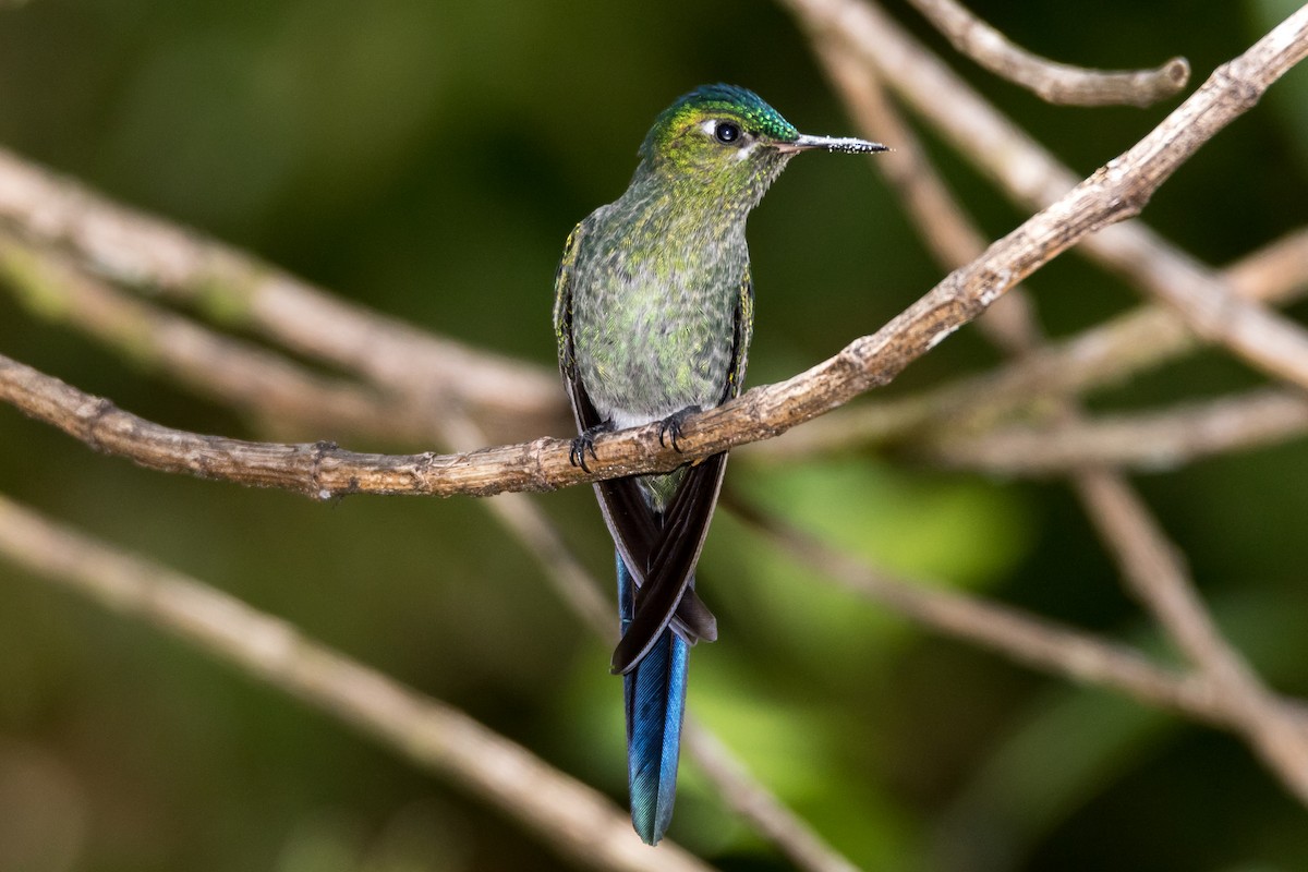 Long-tailed Sylph - ML43107141