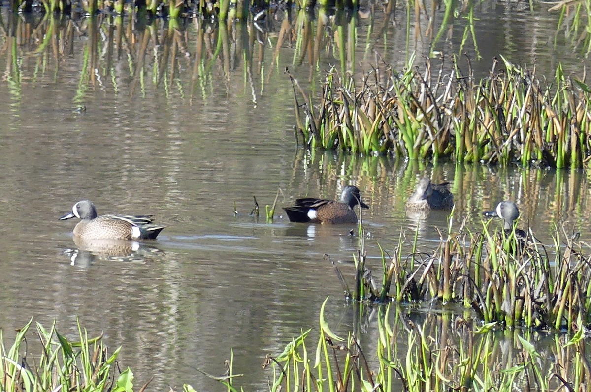 Blue-winged Teal - ML431072521