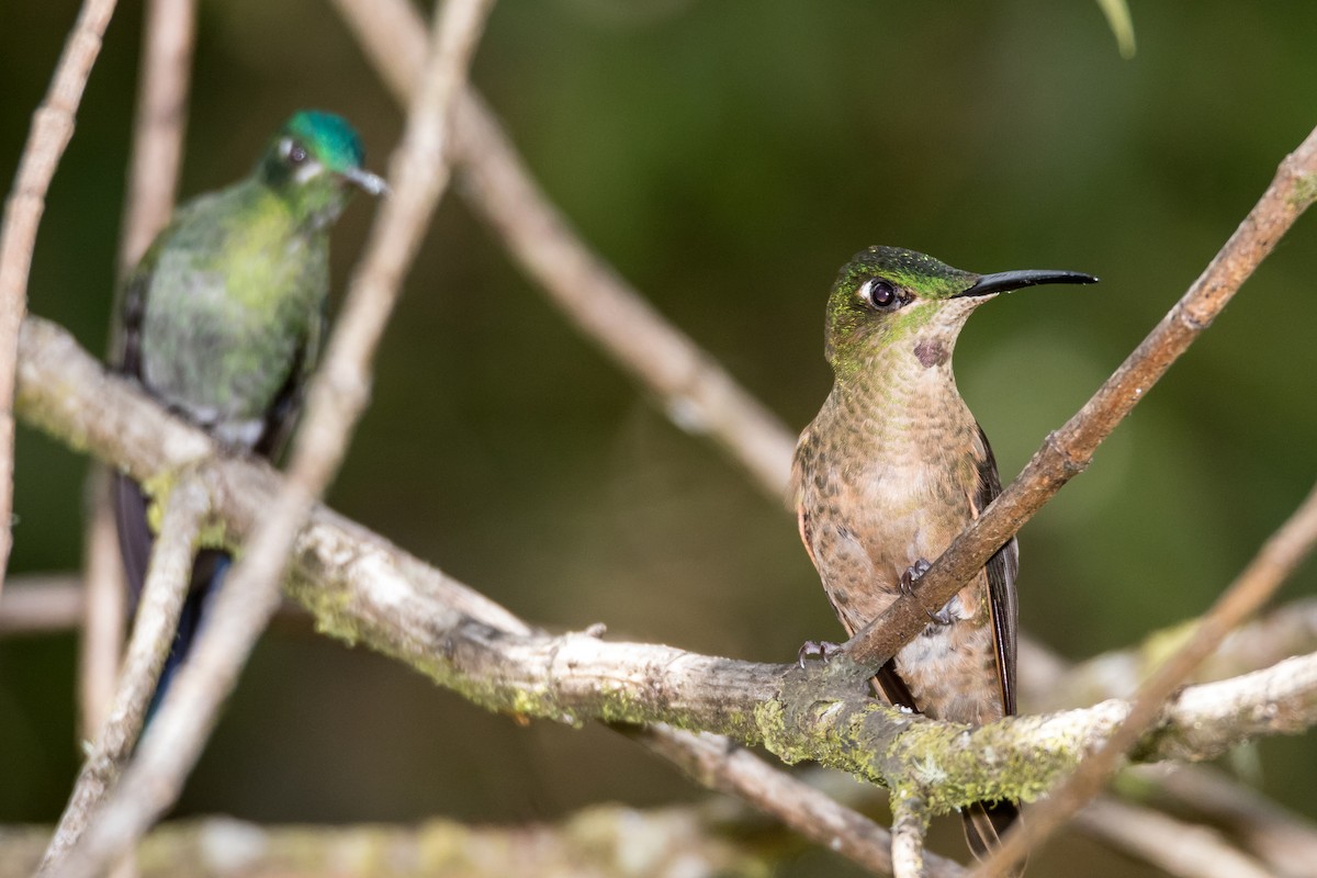 kolibřík hnědobřichý - ML43107601