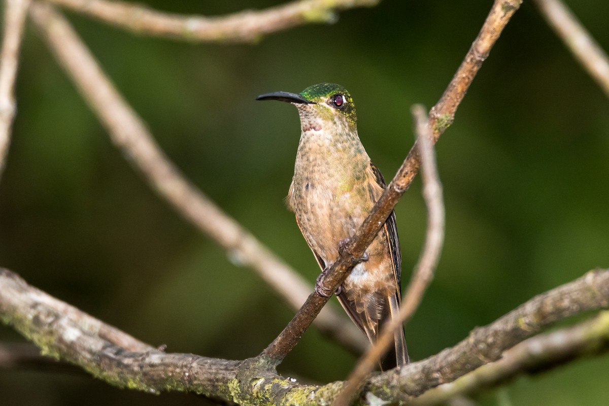 kolibřík hnědobřichý - ML43107821