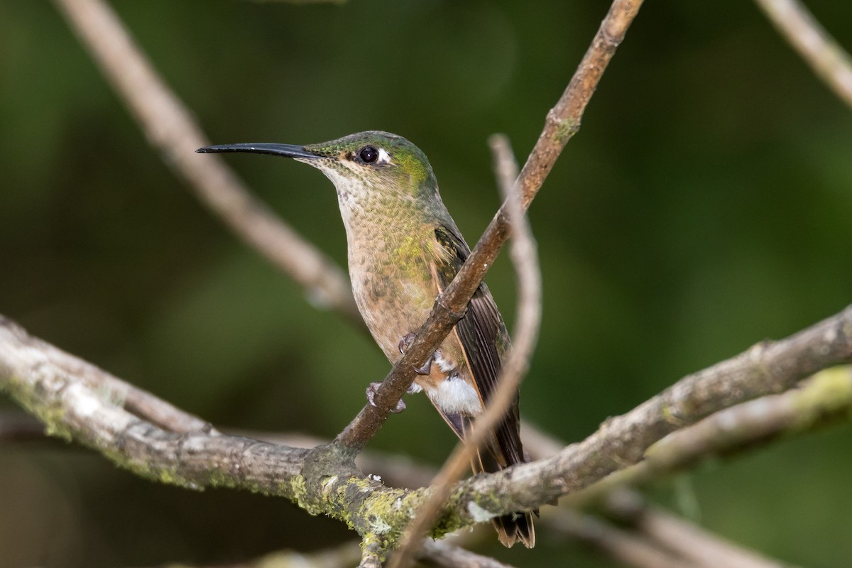kolibřík hnědobřichý - ML43107831