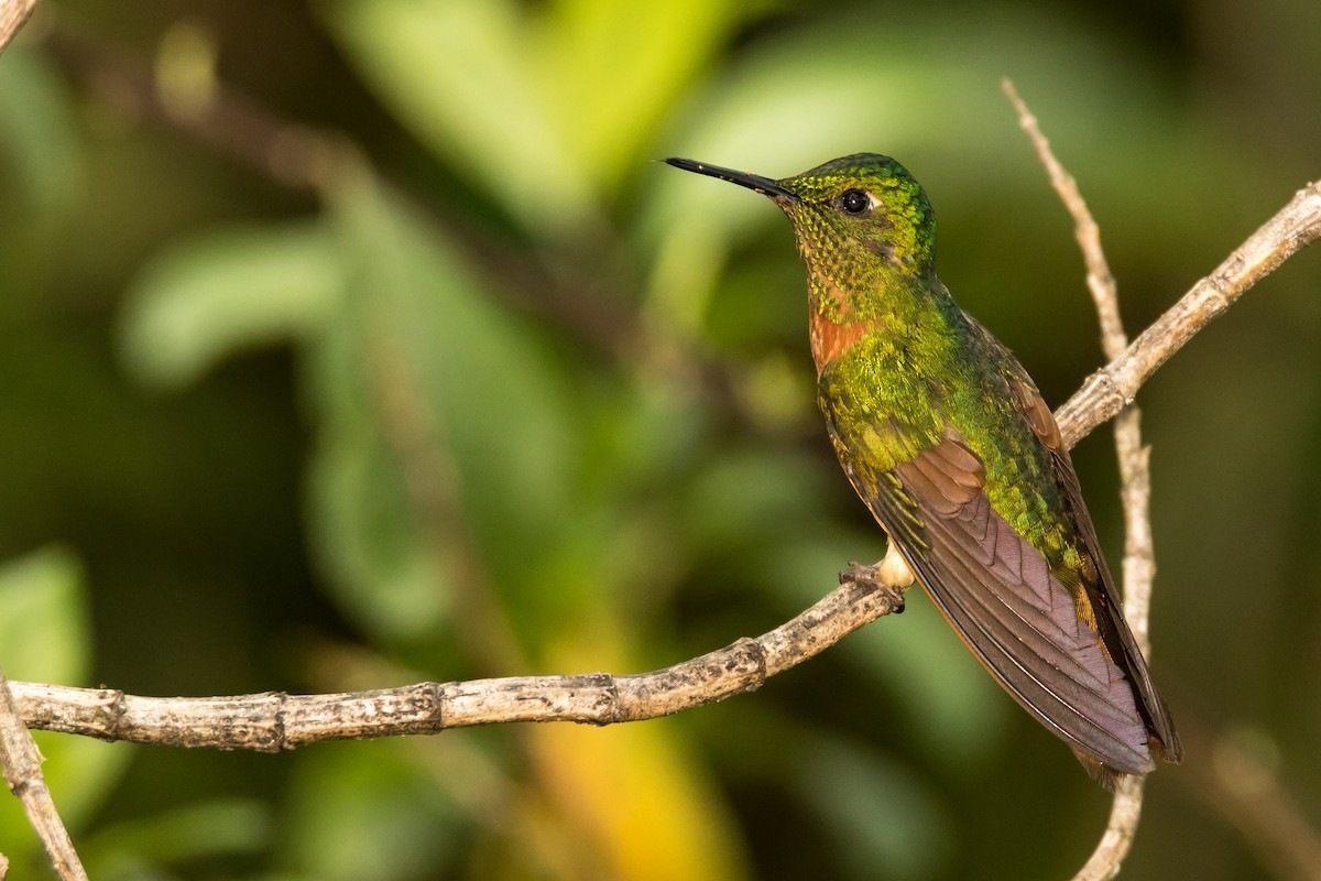 kolibřík peruánský - ML43107871