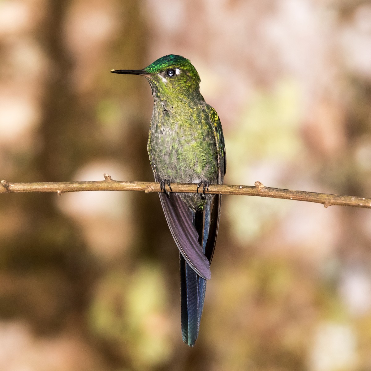 Long-tailed Sylph - ML43108001